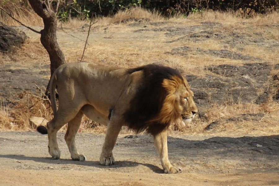 Tribal And Wildlife Tour Of Chhattisgarh